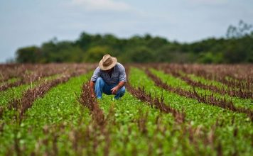 Fedeagro registró reducción de 43% en tierras sembradas en 2024