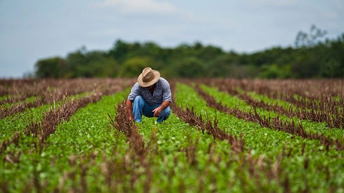 agricultura-1-684×384