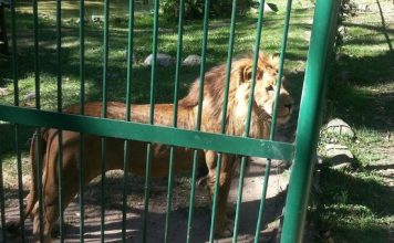 Amputan brazo a vigilante de zoológico de Mérida que fue atacado por leones