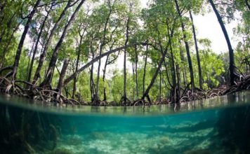 Hallaron por primera vez en Ecuador manglar asiático y advirtieron que es potencial amenaza