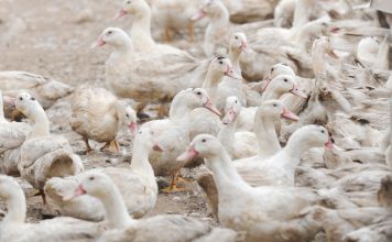 Identifican primer caso de gripe aviar H5N9 en Estados Unidos