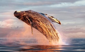 Las ballenas tienen un fertilizante secreto en su orina