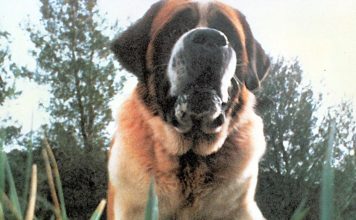 Netflix prepara un remake de Cujo, el clásico de Stephen King