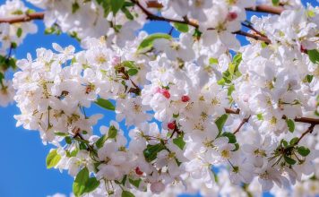 El equinoccio da comienzo a la primavera este 20 de marzo El equinoccio da comienzo a la primavera este 20 de marzo
