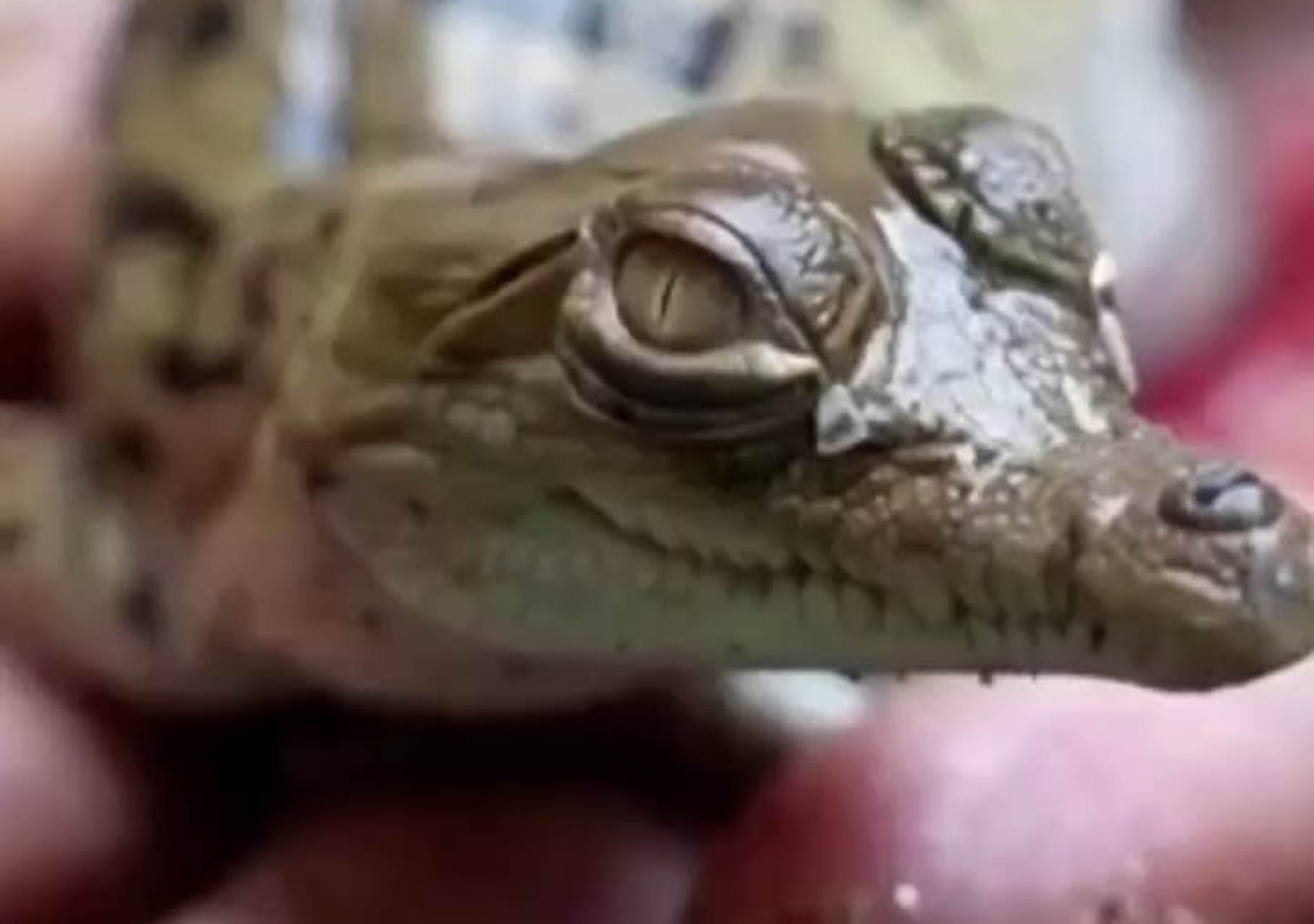 Liberaron crías de cocodrilo del Orinoco para evitar su extinción