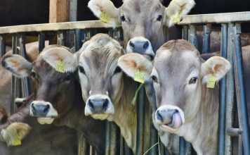 Tensión entre México y EE UU por cierre fronterizo a exportación de ganado por gusano barrenador