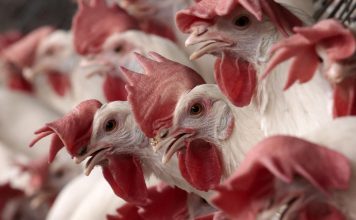 Brasil confirmó el primer caso de gripe aviar de alta patogenicidad en un criadero comercial