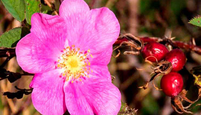 rosa mosqueta
