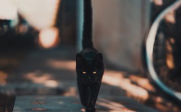 Tres razones psicológicas detrás de la superstición